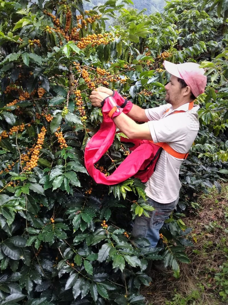 COLOMBIA ORGANIC TOLIMA PLANADAS 84+ - *49797R* - 26708 - 70.2 kg GrainPro Bags - SPOT RCWHSE