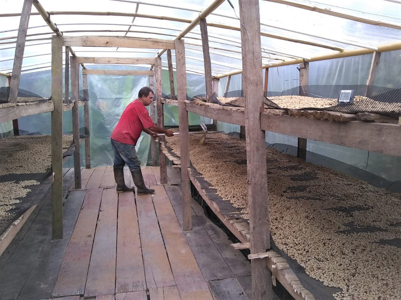 COLOMBIA ORGANIC TOLIMA PLANADAS 84+ - *49797H* - 25252 - 70.2 kg GrainPro Bags - SPOT DUPUYHOU