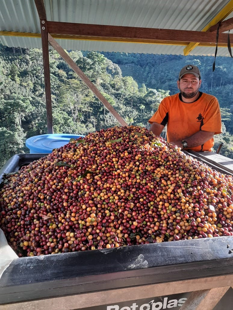 COLOMBIA ORGANIC TOLIMA PLANADAS 84+ - *49797* - 25251 - 70.2 kg GrainPro Bags - SPOT RCWHSE
