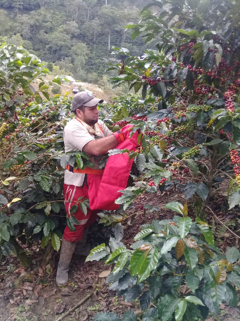 COLOMBIA ORGANIC TOLIMA PLANADAS 84+ - *49797R* - 26708 - 70.2 kg GrainPro Bags - SPOT RCWHSE
