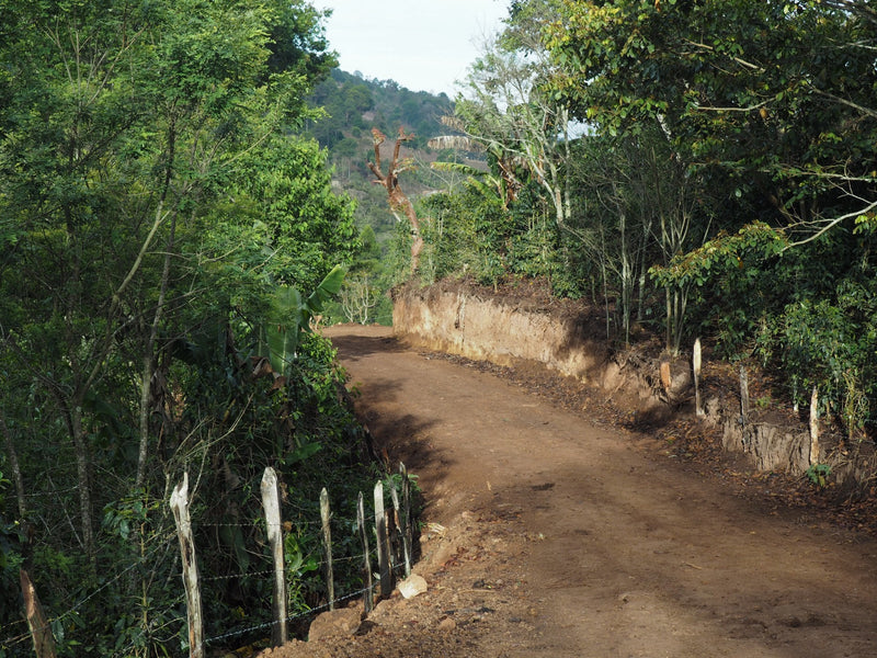 Colombia Huila Timana Women In Coffee - *50586W* - 26719 - 69.9 kg GrainPro Bags - SPOT COSEATAC