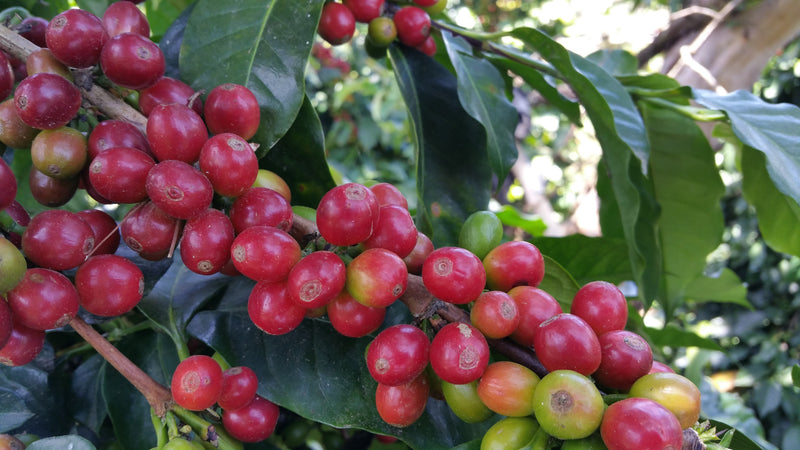 Colombia Supremo 17/18 - *49300* - 24568 - 69.8 kg Bags - SPOT RCWHSE