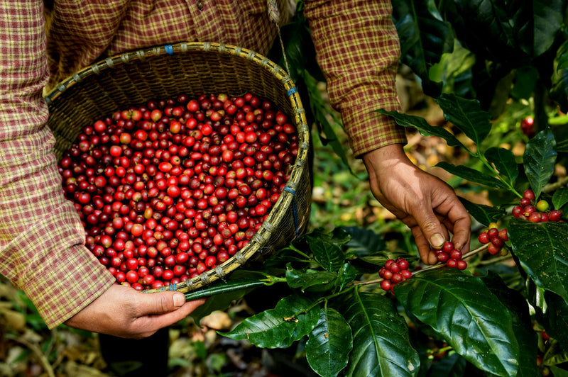 Colombia Huila Aguazul Pink Bourbon - *50241-2* - 25050 - GrainPro Bags - SPOT RCWHSE