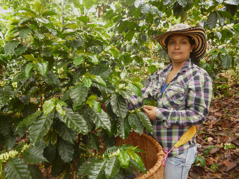 COLOMBIA ORGANIC CESAR SERRANIA DEL PERIJA WOMEN'S COOPERATIVE - *50308W2* - 27777 - 69.9 kg GrainPro Bags - SPOT COSEATAC