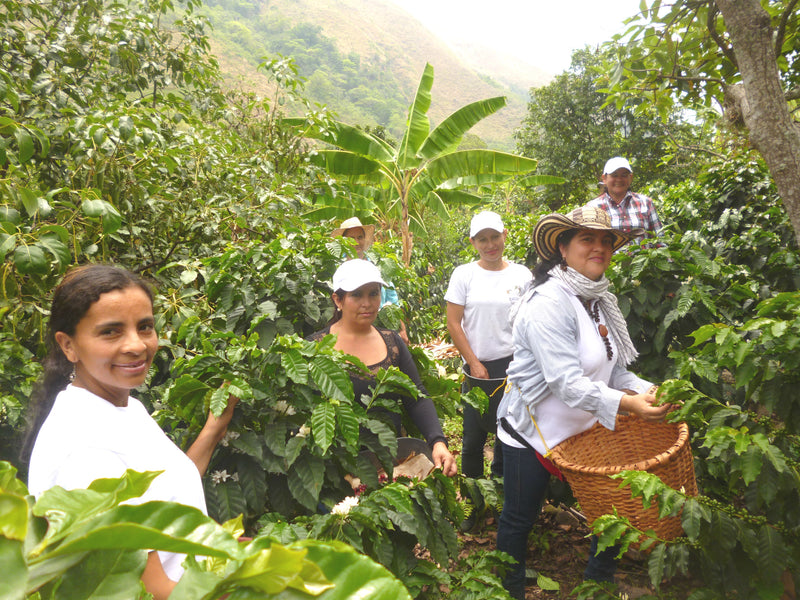 COLOMBIA ORGANIC CESAR SERRANIA DEL PERIJA WOMEN'S COOPERATIVE - *50308W2* - 27777 - 69.9 kg GrainPro Bags - SPOT COSEATAC