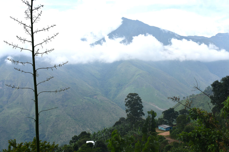 COLOMBIA ORGANIC CESAR SERRANIA DEL PERIJA WOMEN'S COOPERATIVE - *50308W2* - 27777 - 69.9 kg GrainPro Bags - SPOT COSEATAC