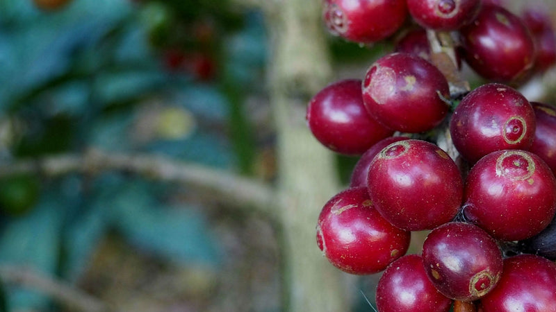 COLOMBIA ORGANIC RFA SMBC SANTANDER MANOS DE MUJER FINCA SANTA MARIA NATURAL - *47422* - 25032 - 70.1 kg GrainPro Bags - SPOT RCWHSE