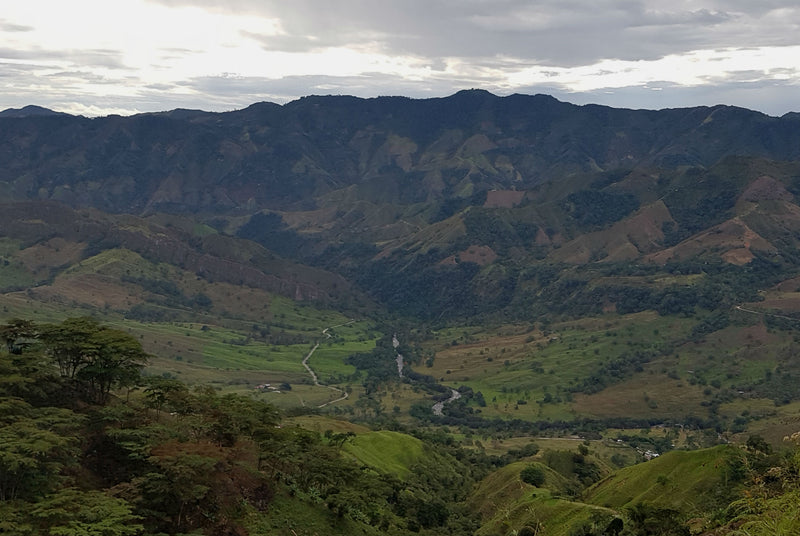 COLOMBIA FT-FLO ORGANIC TOLIMA ASPRASAR - 31646-2 - GrainPro Bags - SPOT COSEATAC