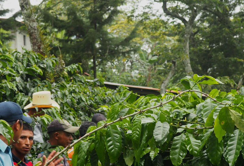 Colombia Popayan Excelso EP - 31596-1 - 69.6 kg Bags - SPOT SEAFORTH