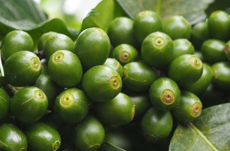 Colombia Popayan Excelso EP - 31596-1 - 69.6 kg Bags - SPOT SEAFORTH