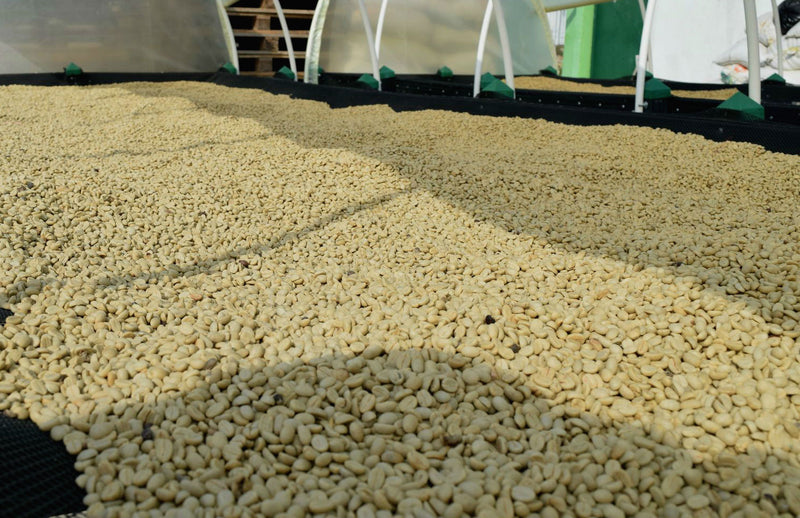 Colombia Popayan Excelso EP - 31596-1 - 69.6 kg Bags - SPOT SEAFORTH
