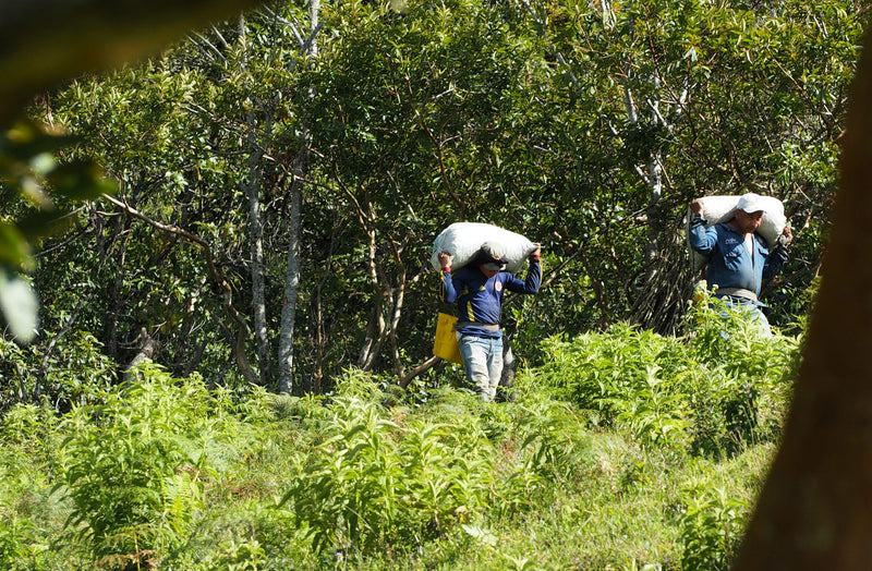COLOMBIA ORGANIC SMITHSONIAN BIRD FRIENDLY SIERRA NEVADA SANTO DOMINGO DE LA SIERRA - 31696 - 69.9 kg Bags - SPOT RCWHSE