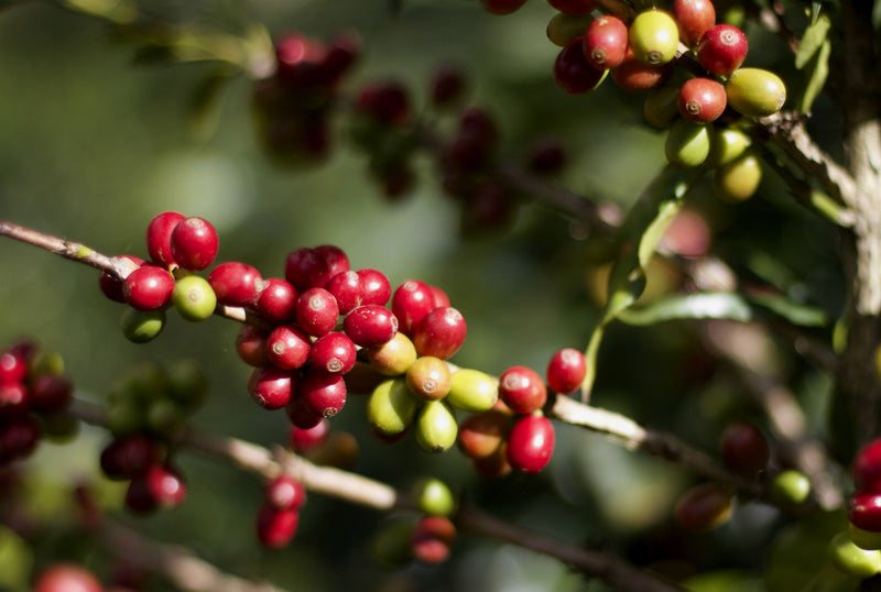 COLOMBIA ORGANIC SMITHSONIAN BIRD FRIENDLY SIERRA NEVADA SANTO DOMINGO DE LA SIERRA - 31698 - 70.1 kg Bags - SPOT RCWHSE
