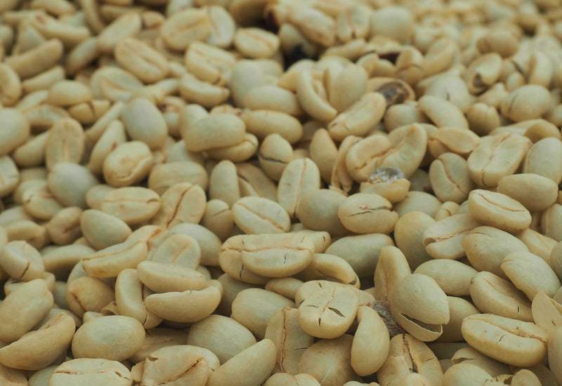 COLOMBIA ORGANIC SMITHSONIAN BIRD FRIENDLY SIERRA NEVADA SANTO DOMINGO DE LA SIERRA - 31698 - 70.1 kg Bags - SPOT RCWHSE