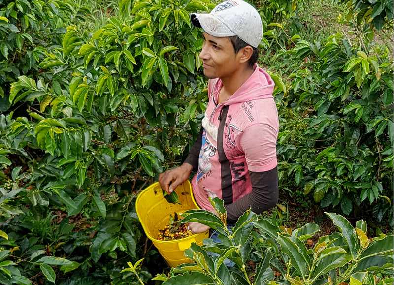 Colombia Bucaramanga Supremo 17/18 - *50471* - 24277 - 69.9 kg Bags - SPOT RCWHSE
