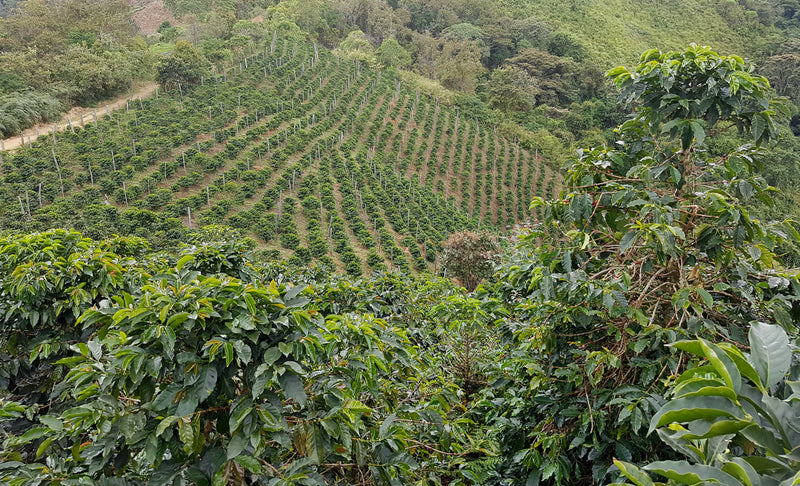 Colombia Bucaramanga Supremo 17/18 - *50471* - 24277 - 69.9 kg Bags - SPOT RCWHSE