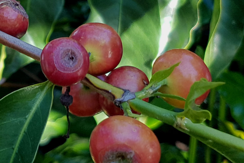 Colombia Bucaramanga Supremo 17/18 - *50471* - 24277 - 69.9 kg Bags - SPOT RCWHSE