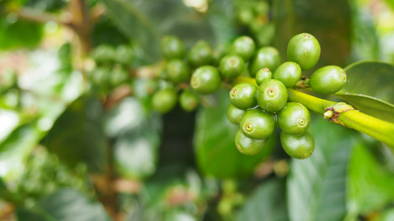 Colombia Tolima Excelso EP - 32628 - 69.8 kg GrainPro Bags - SPOT SEAFORTH