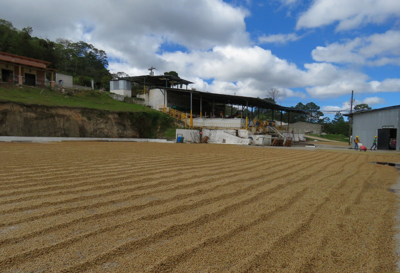 HONDURAS FT ORGANIC DAVID CARDONA - *50966* - 25380 - GrainPro Bags - SPOT RCWHSE