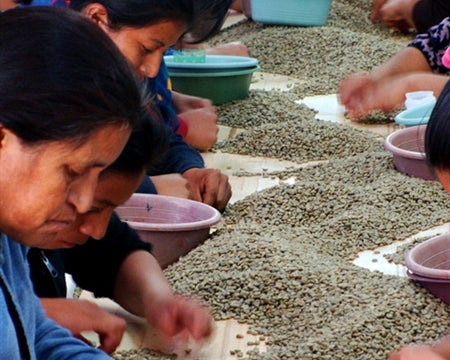 ROYAL GEM DECAF HONDURAS FT-FLO ORGANIC COMSA ROYAL SELECT WATER PROCESS - 35396-4 - SPOT RCWHSE