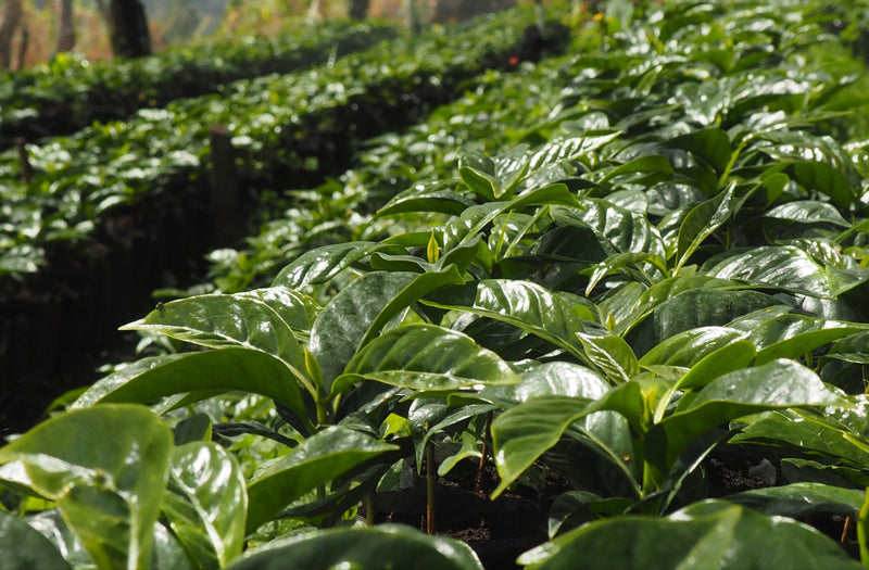 HONDURAS FT ORGANIC FATIMA MARADIAGA HONEY - *50970* - 25381 - GrainPro Bags - SPOT RCWHSE