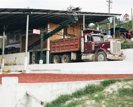 DECAF HONDURAS FT-FLO/USA ORGANIC COMSA ROYAL SELECT WATER PROCESS - 29444-3 - SPOT COSEATAC
