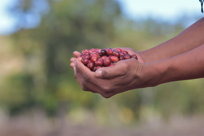 HONDURAS FT ORGANIC ARNOLDO CRISTOBAL HONEY - *50968* - 25375 - GrainPro Bags - SPOT RCWHSE