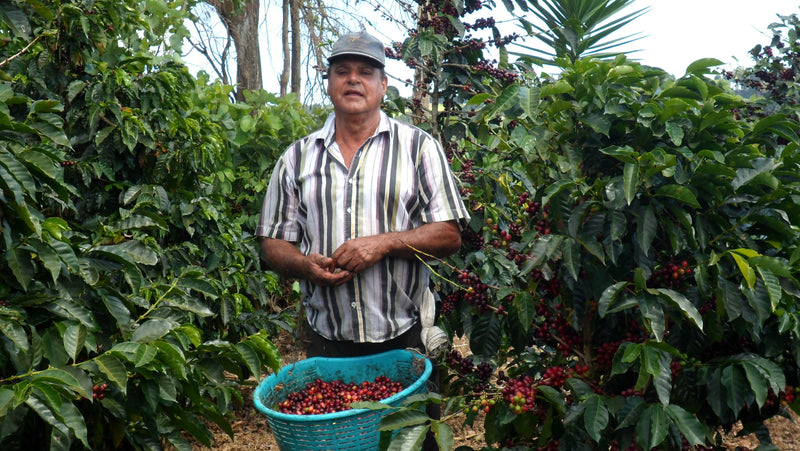 Costa Rica Danilo Salazar Natural - 42040 - GrainPro Bags - April 2027 Shipment - RCWHSE