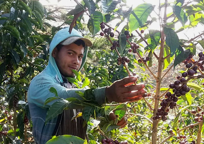 Costa Rica Danilo Salazar Natural - 42040 - GrainPro Bags - April 2027 Shipment - RCWHSE