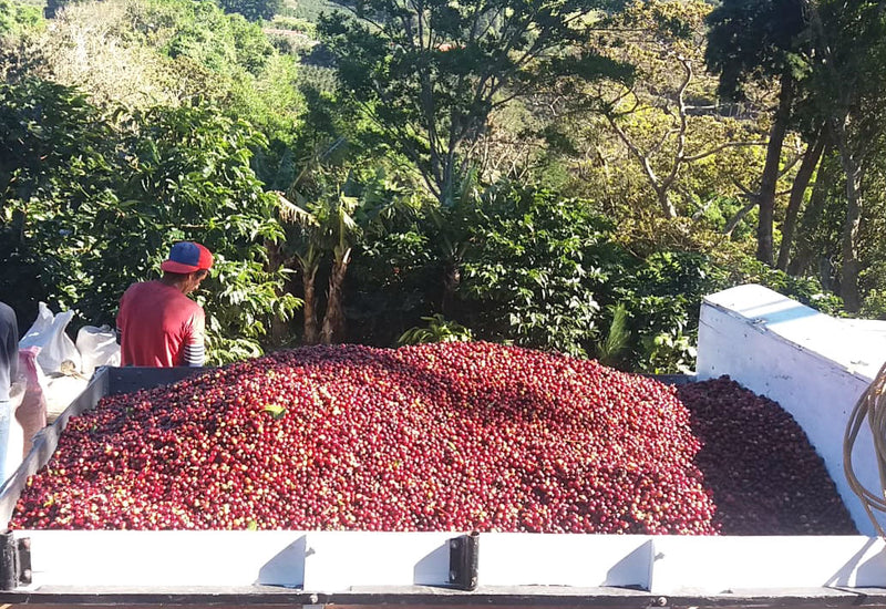 Costa Rica West Valley Danilo Salazar Natural Caturra Catuai - 30589 - GrainPro Bags - SPOT SEAFORTH