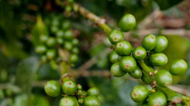 ROYAL GEM COSTA RICA ORGANIC FINCA AMISTAD SHB EP - 29674-2 - SPOT RCWHSE