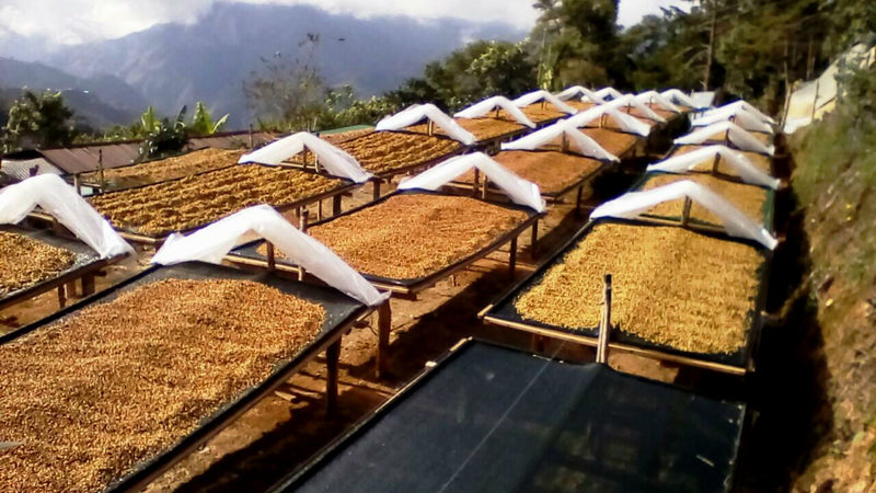 Costa Rica Tarrazu La Esperanza Estate Familia Monge Black Honey - *48946* - 25006 - GrainPro Bags - SPOT RCWHSE