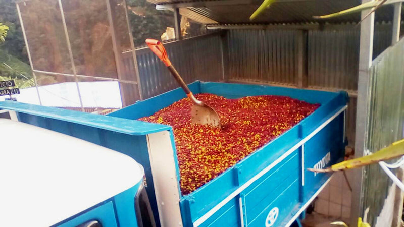 Costa Rica Tarrazu La Esperanza Estate Familia Monge Black Honey - *48946* - 25006 - GrainPro Bags - SPOT RCWHSE