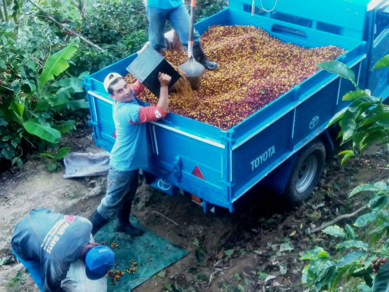 Costa Rica Tarrazu La Esperanza Estate Familia Monge Black Honey - *48946* - 25006 - GrainPro Bags - SPOT RCWHSE