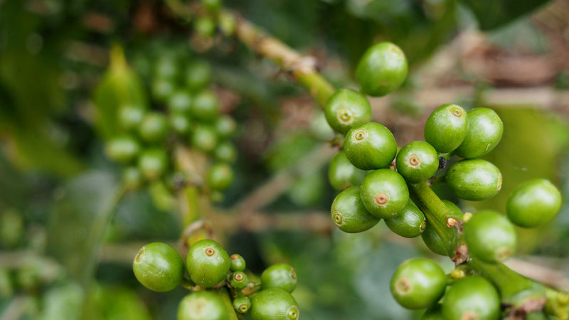 Costa Rica Tarrazu La Esperanza Estate Familia Monge Black Honey - *48946* - 25006 - GrainPro Bags - SPOT RCWHSE