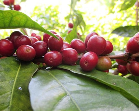 Ethiopia Guji 1 Natural Kercha - *47733C* - 26221-1 - 30.0 kg GrainPro Bags - SPOT RCWHSE