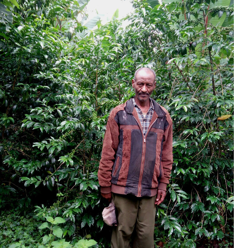 CROWN JEWEL ETHIOPIA ORGANIC DODORA WONAGO DESTA GOLA DOUBLE WASHED - *CJO1450* - 24788 - SPOT RCWHSE