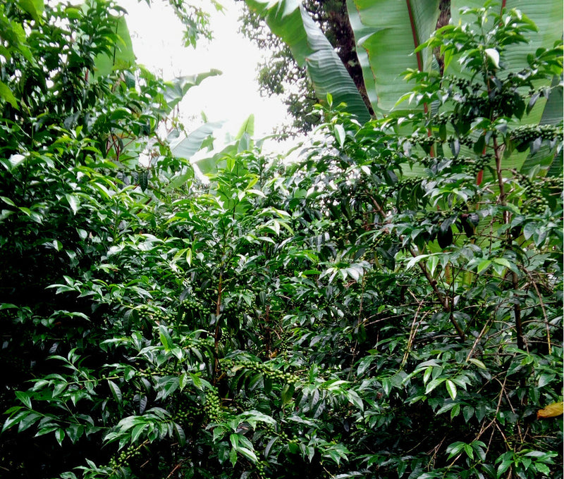 ETHIOPIA YIRGACHEFFE 1 WASHED ORGANIC DESTA GOLO - 33283-2 - GrainPro Bags - SPOT COSEATAC