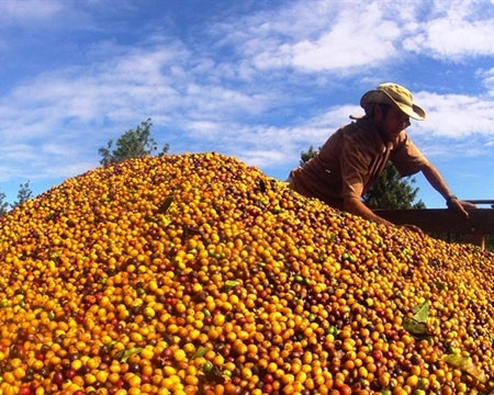 BRAZIL ORGANIC BIODYNAMIC CHAPADA DIAMANTINA PULPED NATURAL ACAUAN VARIETAL - *48375* - 25966 - 60.0 kg Videplast Bags - SPOT RCWHSE