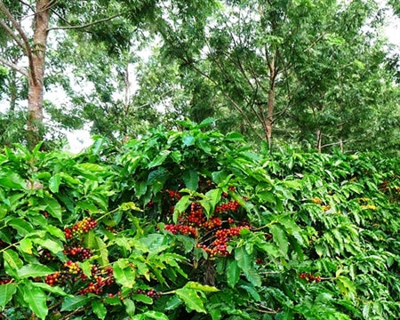 BRAZIL ORGANIC BIODYNAMIC CHAPADA DIAMANTINA PULPED NATURAL ACAUAN VARIETAL - *48375* - 25966 - 60.0 kg Videplast Bags - SPOT RCWHSE