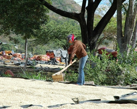 Nicaragua Dipilto SHG EP - 32527 - SPOT RCWHSE