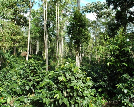 Nicaragua Dipilto SHG EP - 32528 - SPOT RCWHSE