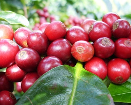 COSTA RICA FT ORGANIC MONARCA - *48356* - 23661 - GrainPro Bags - SPOT RCWHSE