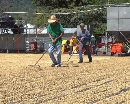 COSTA RICA FT ORGANIC MONARCA - *48356* - 23661 - GrainPro Bags - SPOT RCWHSE