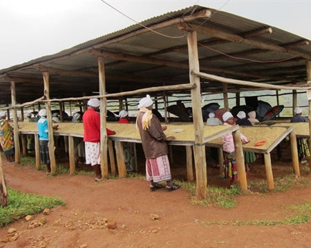 Rwanda FT Dukunde Kawa Nkara - *51727* - 25213 - GrainPro Bags - SPOT RCWHSE