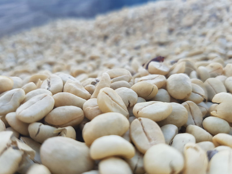 NICARAGUA FT ORGANIC SABOR DE SEGOVIA SHG EP - *49439* - 24861 - Ecotact Bags - SPOT RCWHSE