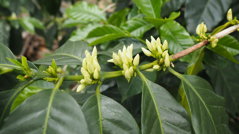 Decaf Colombia Las Montanas EA Natural Process - 31192-2 - 70.0 kg Bags - SPOT COSEATAC
