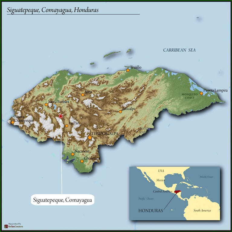Honduras RFA-IP Siguatepeque El Jaguar SHG EP - *49172* - 23812 - SPOT RCWHSE