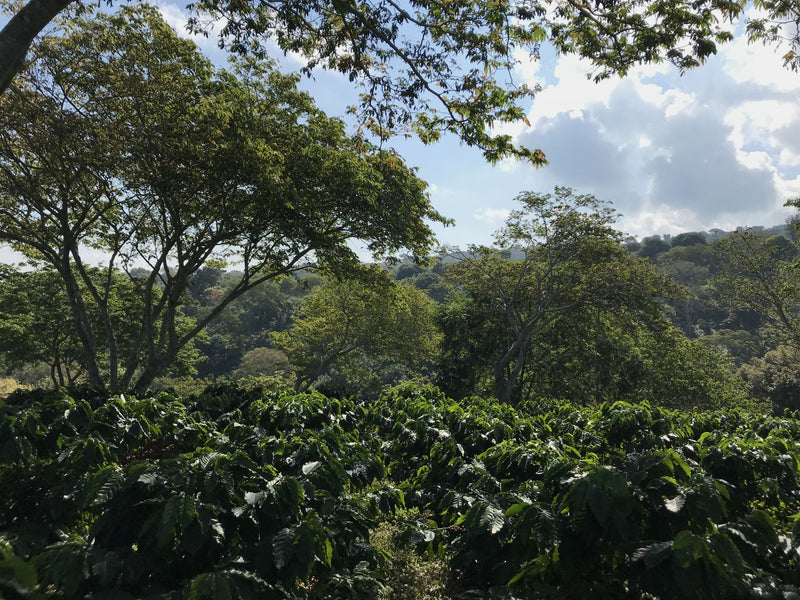 El Salvador RFA-IP SHG EP - *50887W1* - 23953 - SPOT COSEATAC