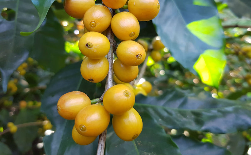 PERU FT-FLO/USA ORGANIC SOL Y CAFE SHG EP - 28526 - SPOT SEAFORTH